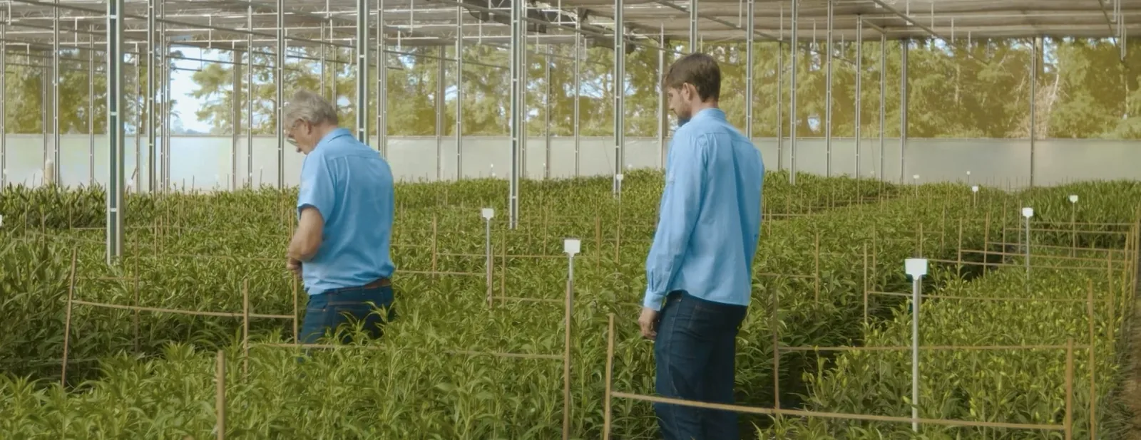 Cinematic frame from Fazenda Alpes institutional film by ORB Audiovisual