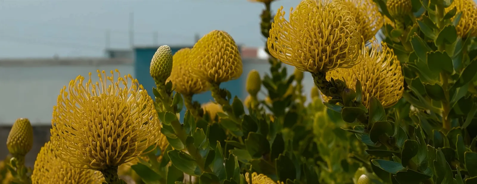 Cinematic frame from Fazenda Alpes institutional film by ORB Audiovisual